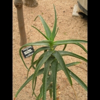 Aloe Striatula (fam Asphodelacees) (Afrique du sud) (01)